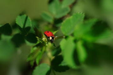 Fototapeta premium ladybug sitting on flower in summer garden