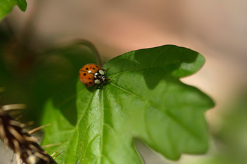 ladybug sitting on flower in summer garden