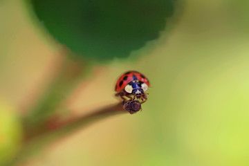 Fototapeta premium ladybug sitting on flower in summer garden