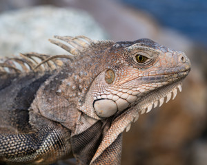Fototapeta premium side profile of iguana