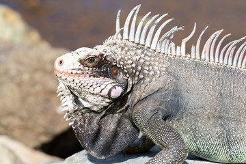 Fototapeta premium Iguana with huge crest