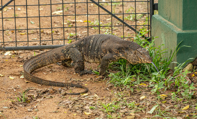 monitor lizard in front of fence gate