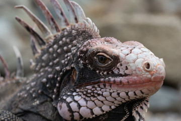 Iguana with huge crest