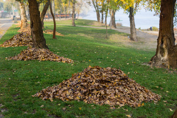 Fototapeta na wymiar Heaps of autumn leaves on green grass in a park
