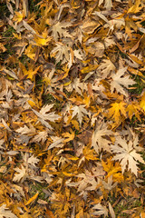 Autumn maple leaves, top view
