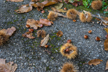 The wonderful chestnut season has started.