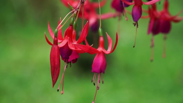 Close up of bright purple tropical fuchsia flowers on summer green jungle forest. Concept of ecology and nature. Floral background