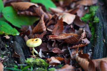 Mushroom in the forest among dry autumn leaves