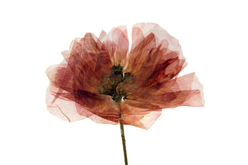 Field poppy in herbarium