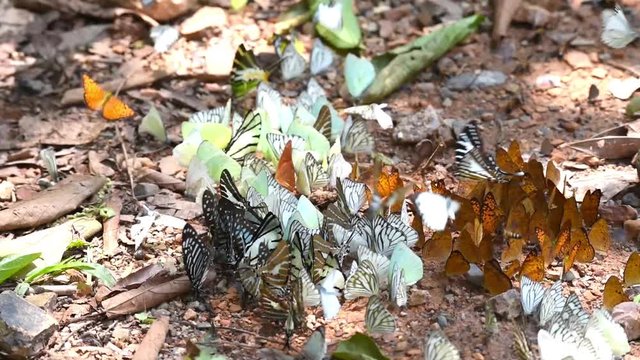 Many butterflies on ground in the forest.