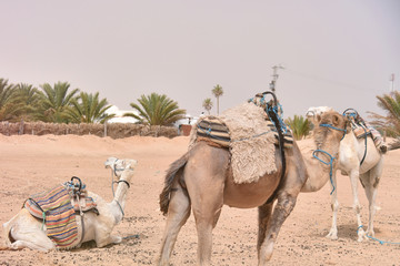 Middle eastern camels in a desert. Africa, Sahara Desert with camels.