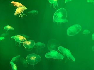Obraz na płótnie Canvas Jellyfish pattern. Beautiful jellyfish swim on a green background. A lot of jellyfish in the aquarium.