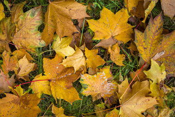 dry yellow and red autumn foliage on green grass, top view. natural surface texture