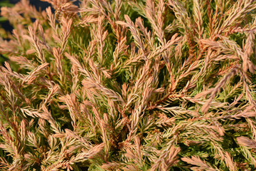 Golden Tuffet arborvitae