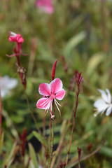 Fototapeta na wymiar Gaura flower in the garden
