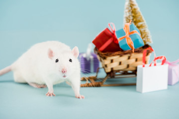 rat and wicker sled with christmas tree and gift boxes on blue background