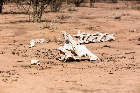 Old skull and bones of a giraffe, Namibia, Africa