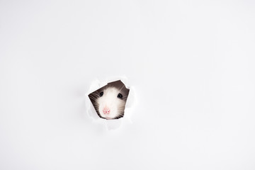 cute and white rat looking through hole in New Year