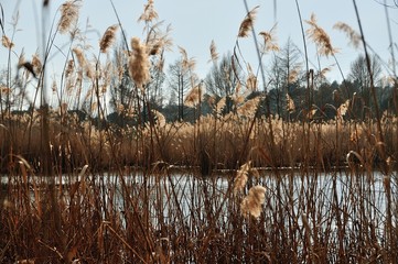 Naklejka premium Pond of Fontmerle, Alpes Maritimes, France