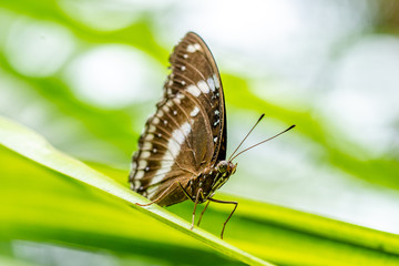 Obraz premium Koh Samui Thailand