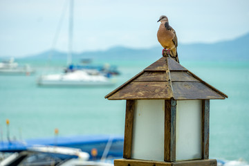 Koh Samui Thailand
