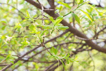 Put forth fresh green leaves and buds of banyan tree in the tropical forest 