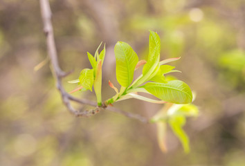 Put forth fresh green leaves and buds of banyan tree in the tropical forest 