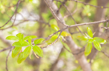 Fototapeta na wymiar Put forth fresh green leaves and buds of banyan tree in the tropical forest 