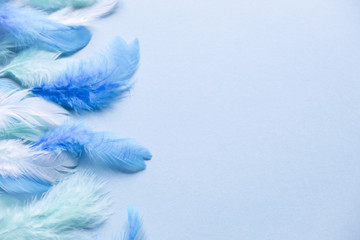Decorative blue feathers on pastel blue background. The lay Flat concept.