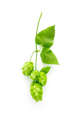 A fresh hops brunch with cones, isolated on white background. Green ripe hop plant harvest, beer...
