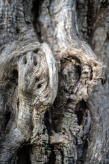 Bark of olive tree