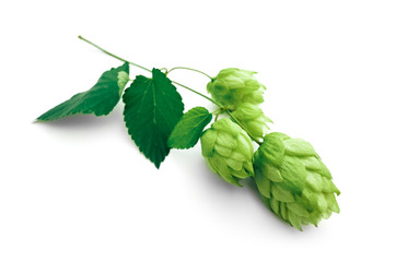 A fresh hops brunch with cones, isolated on white background. Green ripe hop plant harvest, beer brewing concept.