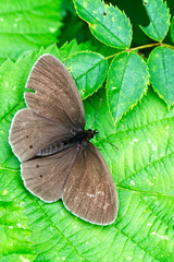Ringlet butterfly (Aphantopus hyperantus), a worn individual, Egleton Reserve, Rutland Water, Leicestershire, England, UK.