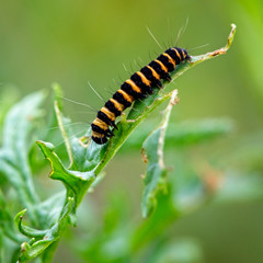 Cinnabar moth caterpillar (Tyria jacobaeae) on Ragwort, Rutland Water, Leicestershire, England, UK.
