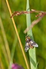 Twin-lobed Deer-fly (Chrysops relictus), Rutland Water, Leicestershire, England, UK