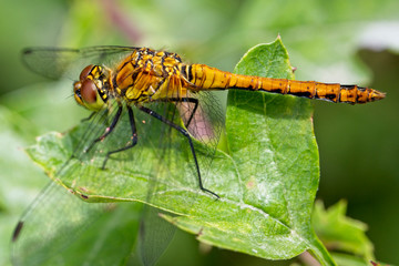 Ruddy Darter dragonfly (Sympetrum sanguineum) resting on a Hawthorn leaf, Rutland Water, Leicestershire, England, UK.