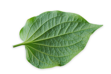 Obraz premium Green leaves isolated on white background, Details of Chaplo leaves