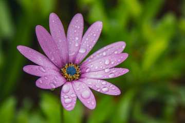 Obraz premium beautiful light pink african daisy flower with water drops on blossom