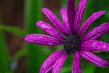 Fototapeta premium beautiful purple african daisy flower with water drops on blossom