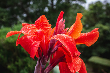 beautiful tropical red flower with water drops on blossom