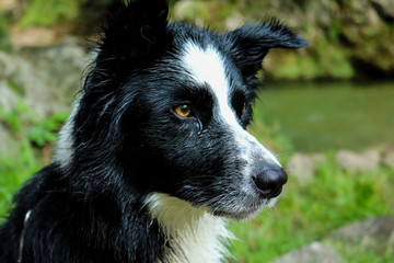 Primo piano dello sguardo attento di un giovane border collie, animali e natura 