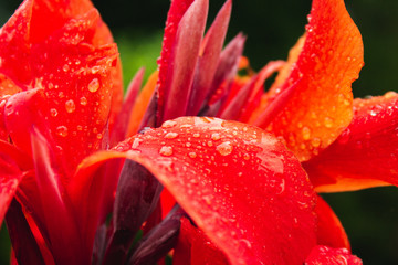 beautiful tropical red flower with water drops on blossom
