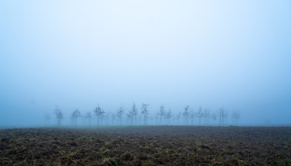 Forest nursery in morning mysterious fog
