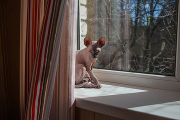 Small Sphinx cat sitting by the window in the spring sunshine