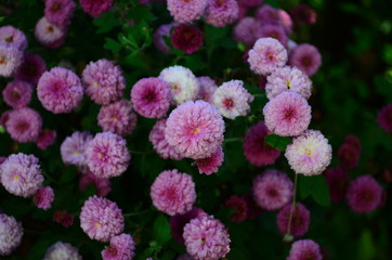 Close-up of chrysantemum flowers. Macro photography of nature.