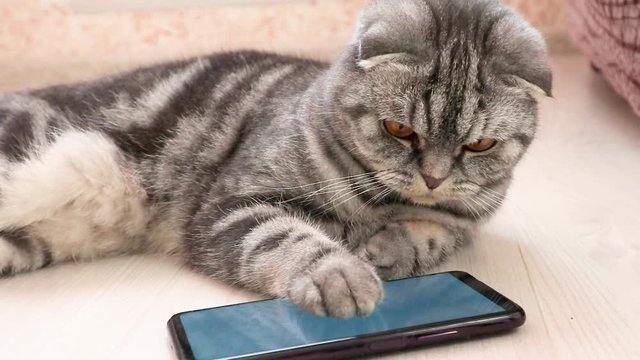 Scottish Fold smart cat playing in a smartphone. Funny pet and information technology.