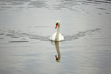 Mute Swan - 298243123