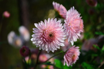 Obraz premium Close-up of chrysantemum flowers. Macro photography of nature.
