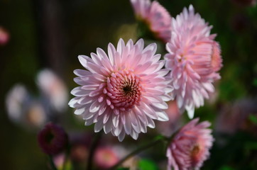 Close-up of chrysantemum flowers. Macro photography of nature.