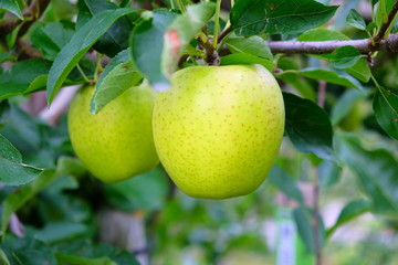 Bright green apple hanging On Tree In The garden
